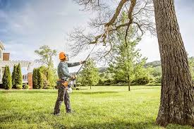 How Our Tree Care Process Works  in New Castle Northwest, PA